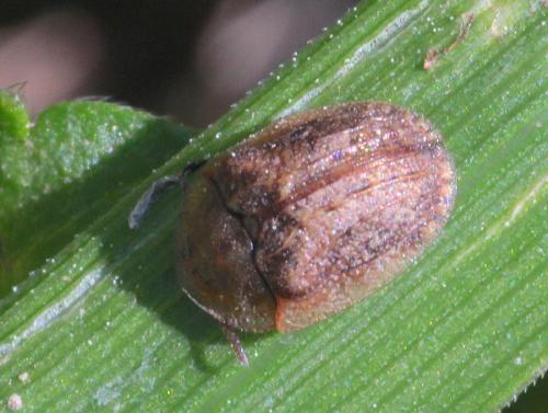 Réf. 303 508 : Cassidinae inconnu